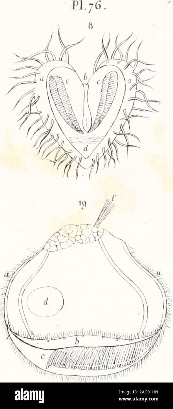 . Voyage de la corvette l'Astrolabe : exécuté par ordre du roi, pendant les années 1826-1827-1828-1829. E BLm.ïiard Lith.il LemercieT MOLLUSQUES NT&gt ;.. Banque D'Images