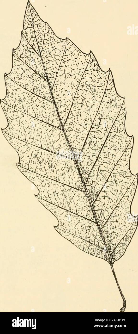 . Virginie de l'arbres. Chêne jaune, septembre 1920] WEST VIRGINIA 97 arbres de chêne Quercus jaune muhlenbergii, Engehn. La forme.-Hauteur 75 pi, 2 à 3 pieds de diamètre ; le tronc généralement court, parfois renforcées à la base ; couronne-ronde surmontée d'relativelyshort, branches ascendantes. Les feuilles.-substitution, simple, de 4 à 7 pouces de long, de forme oblongue, effilé atboth se termine, les marges de gros, dents pointu qui somewhatresemlile ceux de la Châtaigne et du Châtaignier chêne : briglit ci-dessus vert-jaune pâle, et pubescent au-dessous. Fleurs.-mai, avec les feuilles ; ; les monoïques inlong chatons staminés pendants ; la pi Banque D'Images