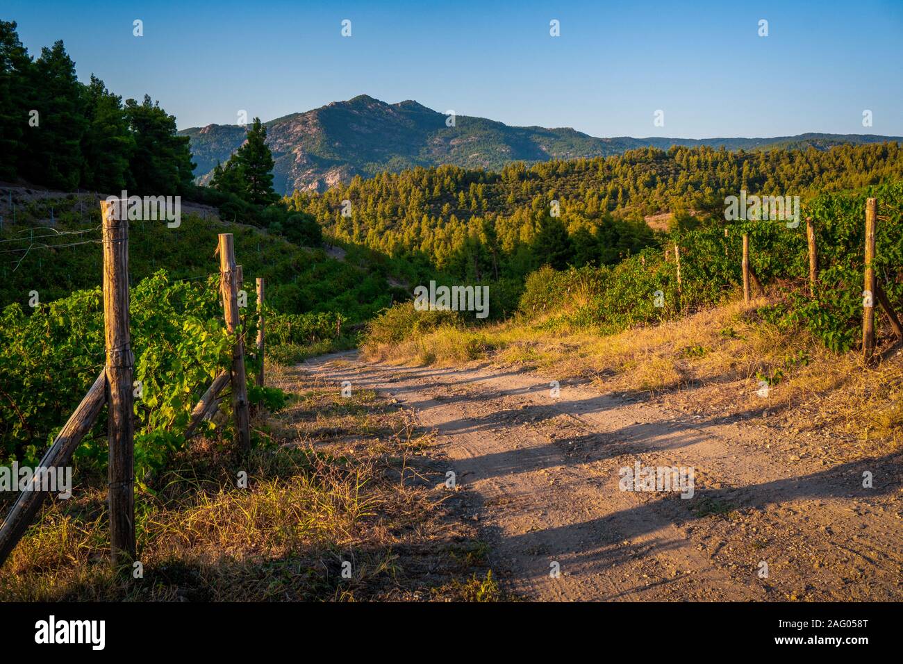 Les arbres verts et tourner la route vers les montagnes en Grèce l'horizontale Banque D'Images