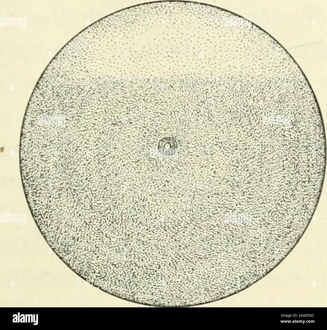 . Journal officiel de la morphologie. étude de la Fig. 7 vue équatoriale d'un oeuf de Cryptobranchus allegheniensis, 15 min après la fécondation, montrant un seul spermatozoïde fosse. La zone pointillée légèrement supérieur dans le cadre de la figure indique l'étendue de l'blastodisc. Fig. 8 vue équatoriale d'un oeuf 45 minutes après la fécondation, montrant de nombreuses fosses-ous le sperme. Fig. 9 Vue de l'hémisphère animal d'un oeuf Sf heures après la fécondation, afficher une zone de sperme près du bord de l'blastodisc. Fig. 10 Voir l'animal de l'hémisphère occidental d'un oeuf SJ heures après la fécondation, montrant un stade ultérieur de l'histoire de t Banque D'Images