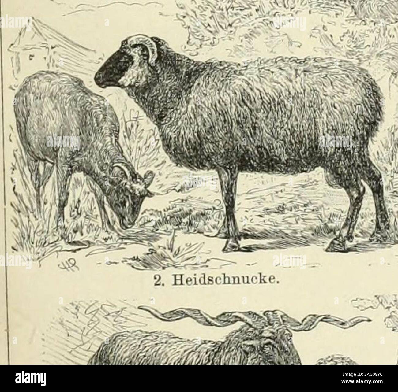 . Brockhaus' Konversations-Lexikon. 1. Hampshiredownschaf. ^^ ; SS&gt ; P^^ ;. C =fi. Banque D'Images
