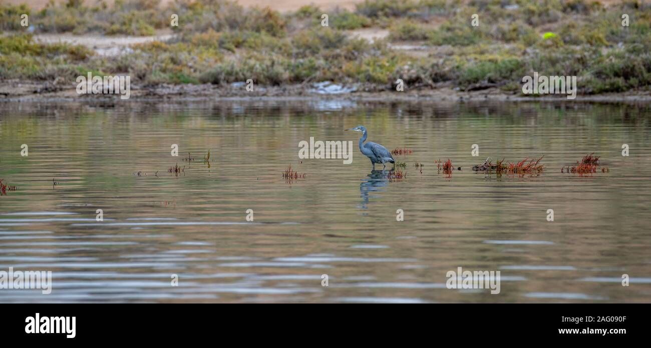 Grand héron bleu dans la mangrove Banque D'Images