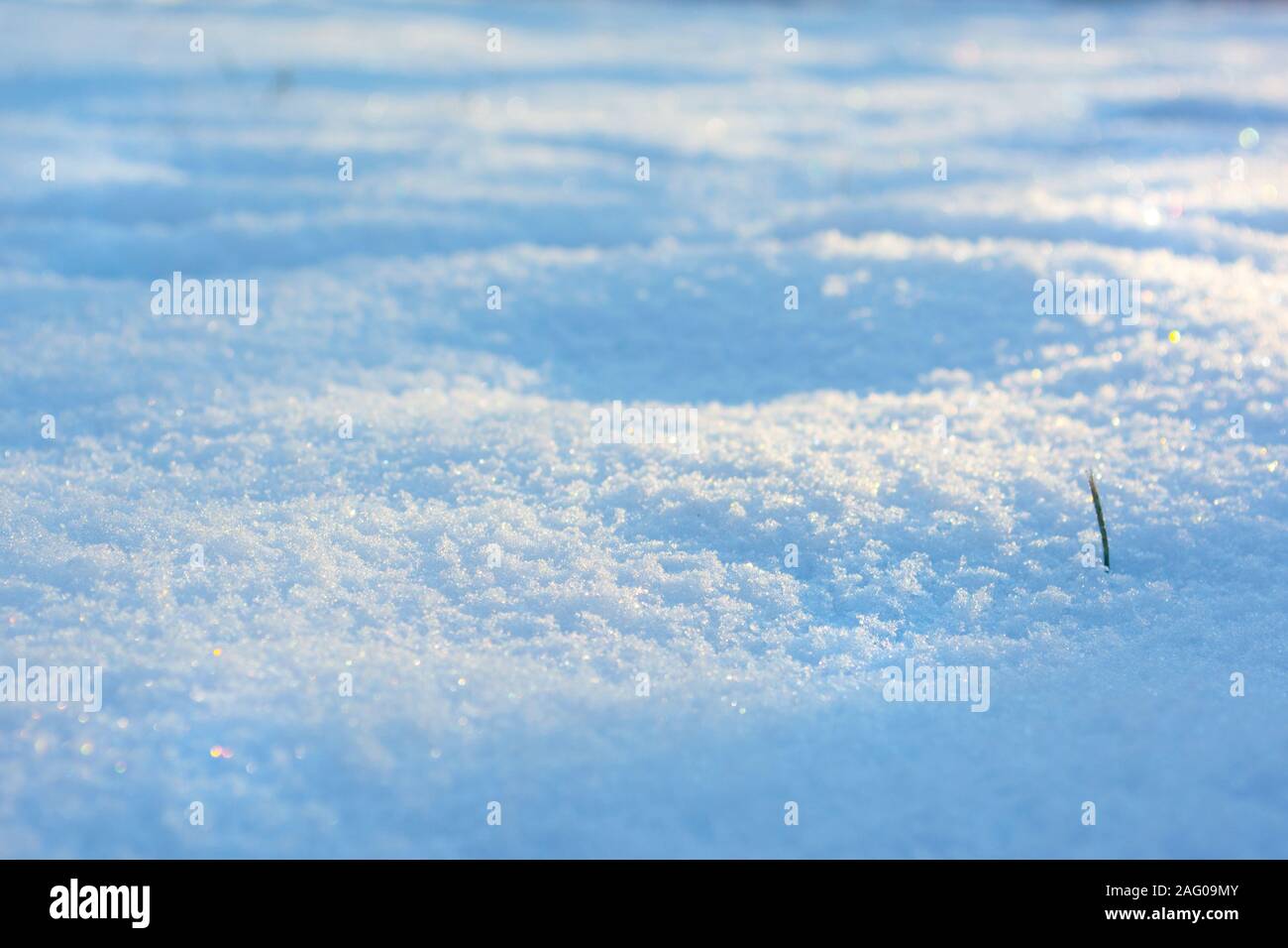 La couverture de neige texture avec un seul brin d'herbe. Fond d'hiver pour les graphiques. Banque D'Images