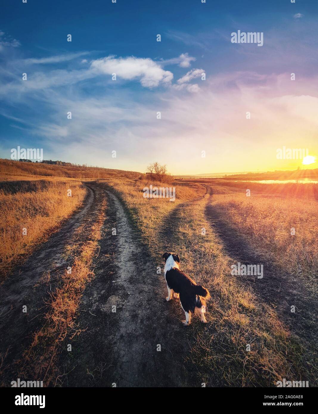 Un chien fin, tourné à la verticale. Pup douteux en face d'un groupe country road, automne coucher de scène. Animal mort, choisissant la voie concept carrefour. Je Banque D'Images