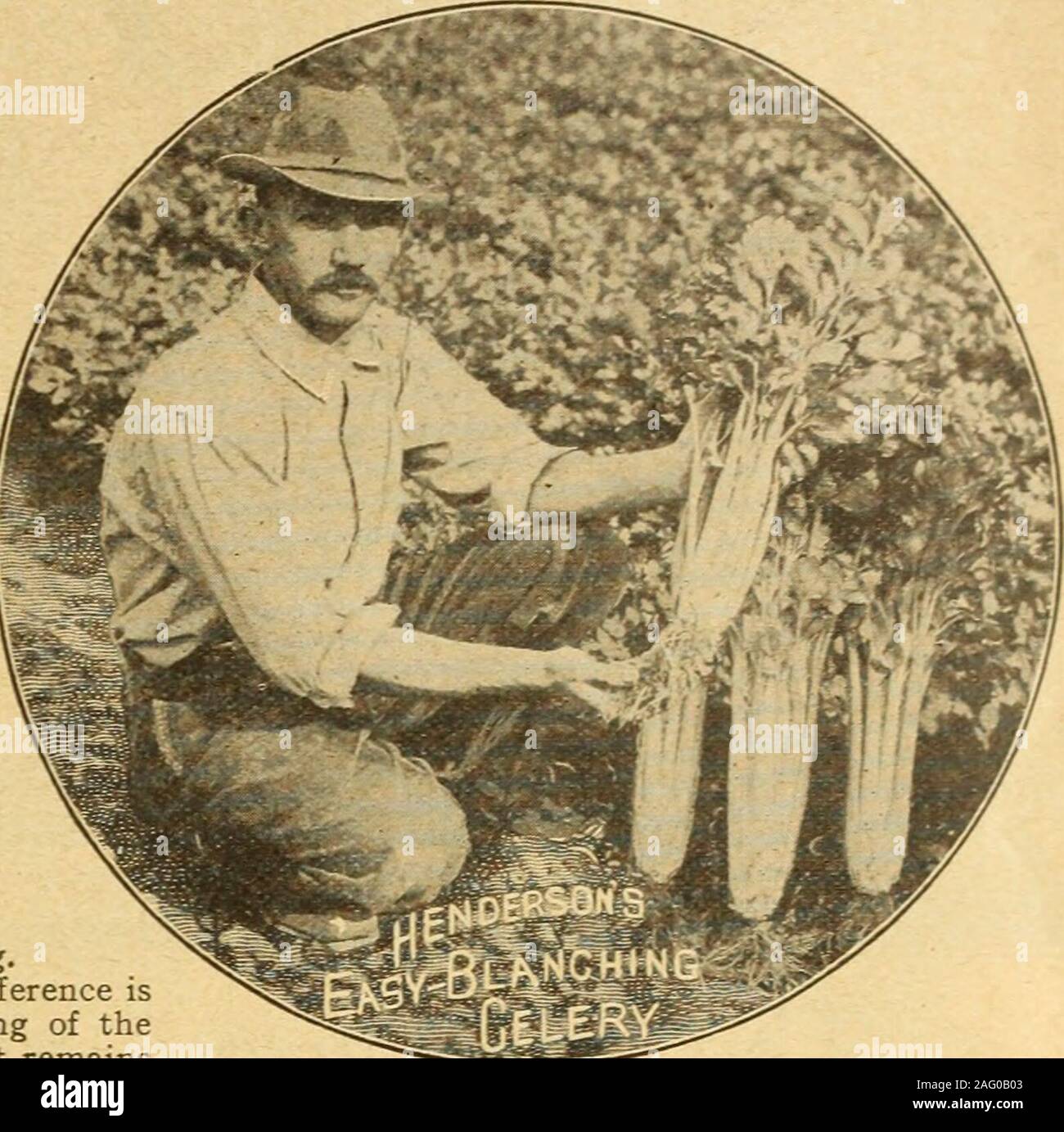. Henderson's wholesale catalogue pour les maraîchers et fleuristes : printemps 1919 edition. .20  % lb, lb 12,00 $. Vous mai être intéressés de savoir que dans l'ensemble de notre récolte 1015 de quinze wagons takenfrom dix acres de terre nous n'avons pas été en mesure de trouver suffisamment de sport, pneumatiques ou stalksto creux combler un crate, et que les champs n'avaient pas été rouged pendant l'été. Wewould être plus heureux si vous pouviez nous fournir des semences provenant du même lot que ourlast ans a été prise à partir de la commande. WARE, blanc et blanc, Batavia, N. Y.Mon voisin m'amène sur le marché d'obtenir pour lui les mêmes graines de céleri (SelfBlanching d'Or Banque D'Images