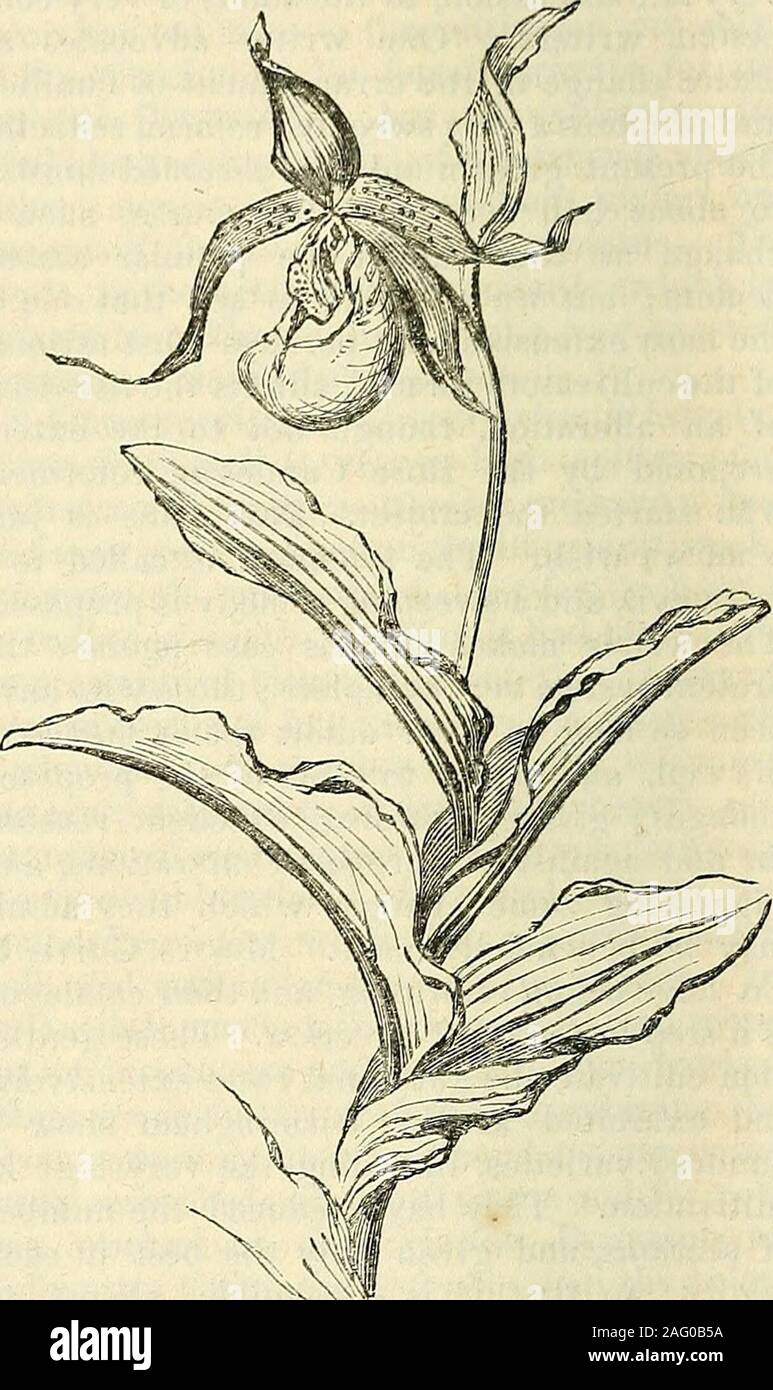 . Les annales de l'Horticulture et Year-Book de l'information pratique sur le jardinage. pasturagefor contient les racines, plus il beexpected d'ornement peut-être, le plus grand nombre de tiges qui offlower serait produite en themass. Le sol devrait être trois parties d'peatearth, de graisse ou plutôt une texture grasse, de solution de sable limoneux ; et les pots doivent bewell égouttés, de sorte que le sol n'est pas becomesoddened. En hiver, les pots peuvent être protégés contre le gel pro-en les plongeant dans drysawdust ou cendres du charbon ; et la prestation doit être fait pour jeter outre de fortes pluies à cette saison. Ils ont besoin d'aucune autre Banque D'Images