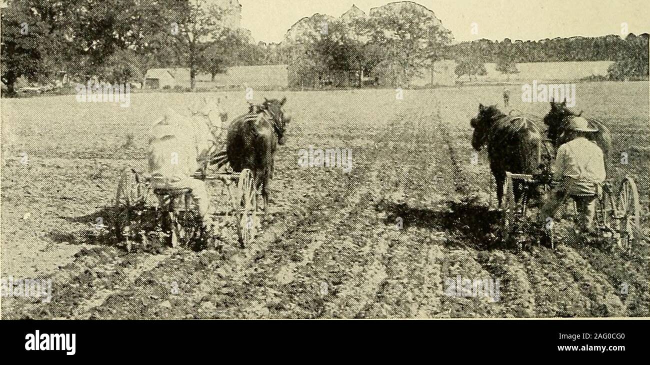 . La physique des sols et de la gestion. La FiQ. 155.-semoir maïs ordinaires avec l'attachement à la plantation de haricots dans Hill ou de ligne avec le maïs. *- ",. Fig. 156.-Trois-cultivateur à la pelle. Les cultivateurs à la pelle (Fig. 156) varient en nombre et sizeof les pelles utilisées. Il peut y avoir deux grandes pelles sur chaque piste, trois ou quatre petits. La profondeur de govaries directement avec la taille de la pelle. Il n'est pas rare de voir fait cultivaiion 339 CREUX plus lour indies (l((|) Willi l ]ar&Lt ;(o ou rn( ;(liiimsliovcl. Il existe deux types de cultivateurs lo avec quatre ou cinq smallshovels chaque iji gan Banque D'Images