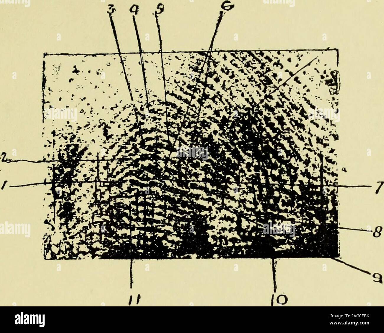 . Guide pour l'identification d'empreintes digitales [ressource électronique]. ommentaires bien au-delà de ce qui est susceptible d'être practicallyrequired ou à être spécialement convaincant en preuve de enlargedfinger-prints. L'échelle des diamètres 20 ou 30 probablybe serait plus acceptable sur le continent, et l'uniformité de l'identification internationale de fins criminels importants certainlybe souhaitable, pas plus que les frais d'une conférence soit gaspillé. Theobjection qu'un jury ait aux mesures de lignes, etc.,étant exprimés en termes métriques ne s'appliquent pas nécessairement à la lorie Banque D'Images