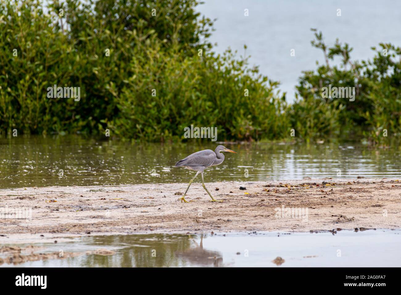 Great Blue Heron marchant dans la mangrove Banque D'Images