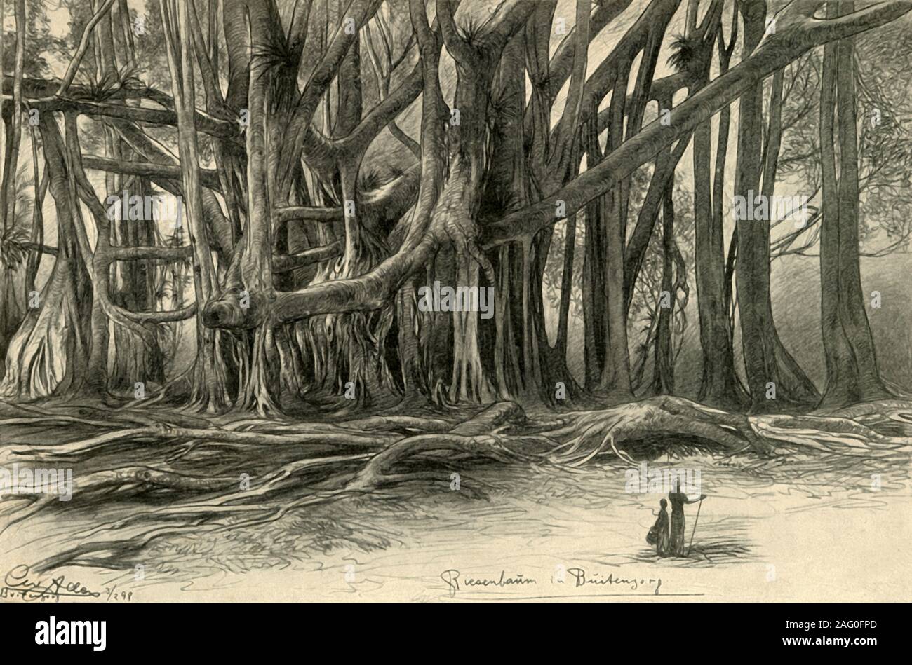 Des arbres géants à Buitenzorg, Java, 1898. Le Jardin botanique de Buitenzorg (maintenant connue sous le nom de Bogor en Indonésie), a été fondée en 1817. «Riesenb&# xe4;um à Buitenzorg'. À partir de "Rund um die Erde" [le Tour de la terre], écrit et illustré par C. W. Allers. [Union Deutsche Verlagsgesellschaft, Stuttgart, 1898] Banque D'Images