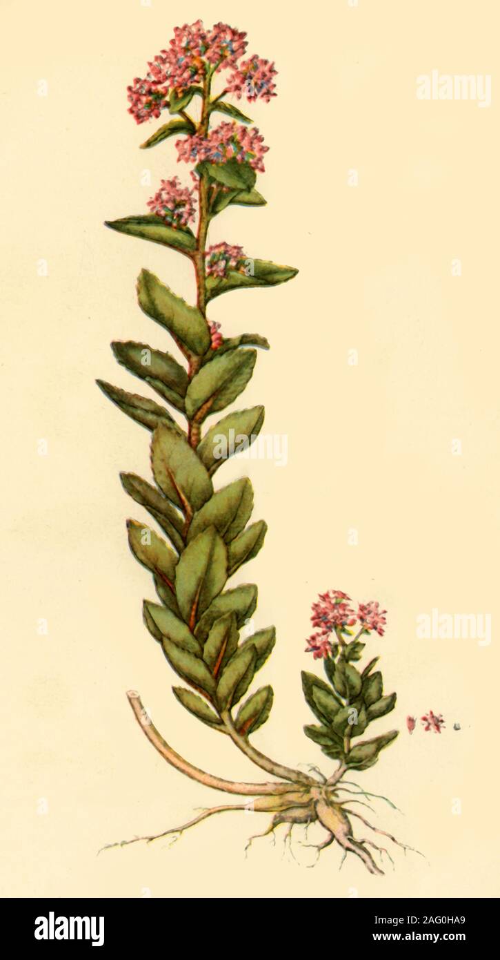 'Orpine", 1777, (1944). Illustration botanique Les Fleurs du Mal/1861/Sépulture de "flore" par Curtis. [1777]. Publié dans "Fleurs sauvages en Grande-Bretagne", par Geoffrey Grigson. [Collins, Londres, 1944] Banque D'Images