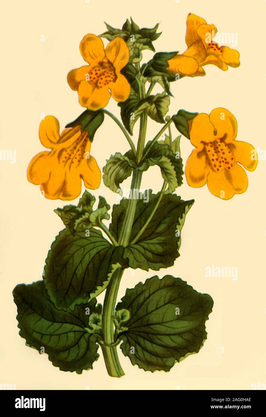 'Monkey-Fleur", 1812, (1944). Illustrations de "Curtis's Botanical Magazine" fondé par William Curtis. Publié dans "Fleurs sauvages en Grande-Bretagne", par Geoffrey Grigson. [Collins, Londres, 1944] Banque D'Images