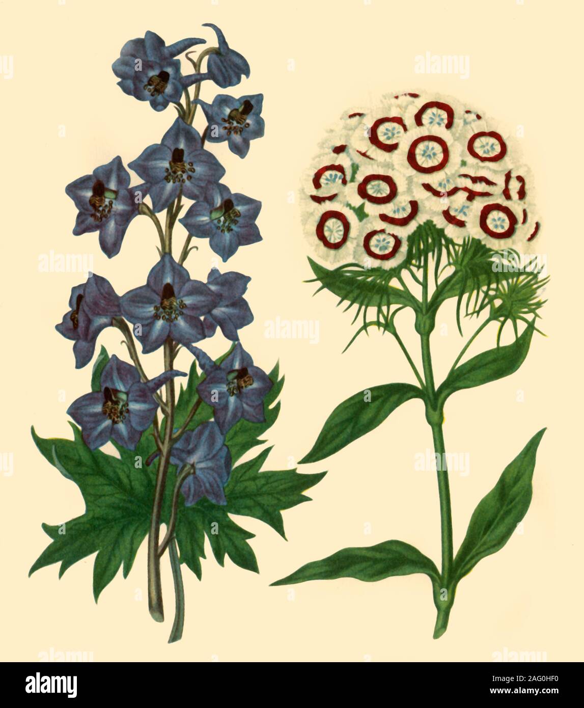 'Et Larkspur Delphinium elatum : Sweet William et Dianthus barbatus', 1805, (1946). Illustration botanique. À partir de la "British Garden Flowers", par George M. Taylor. [Collins, Londres, 1946] Banque D'Images