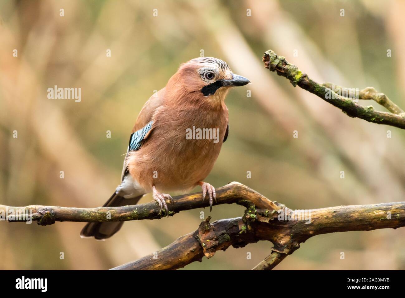 Eurasian Jay perché sur une branche d'arbre regardant à droite Banque D'Images