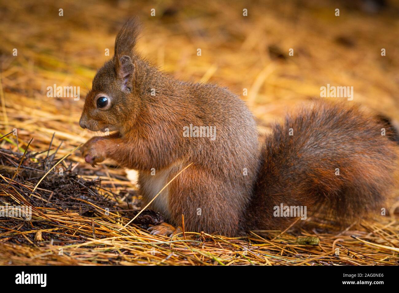L'écureuil roux (Sciurus vulgaris) a fourrure rouge-orange, mais peut varier en couleur, allant de gingembre vif à brun foncé. Banque D'Images