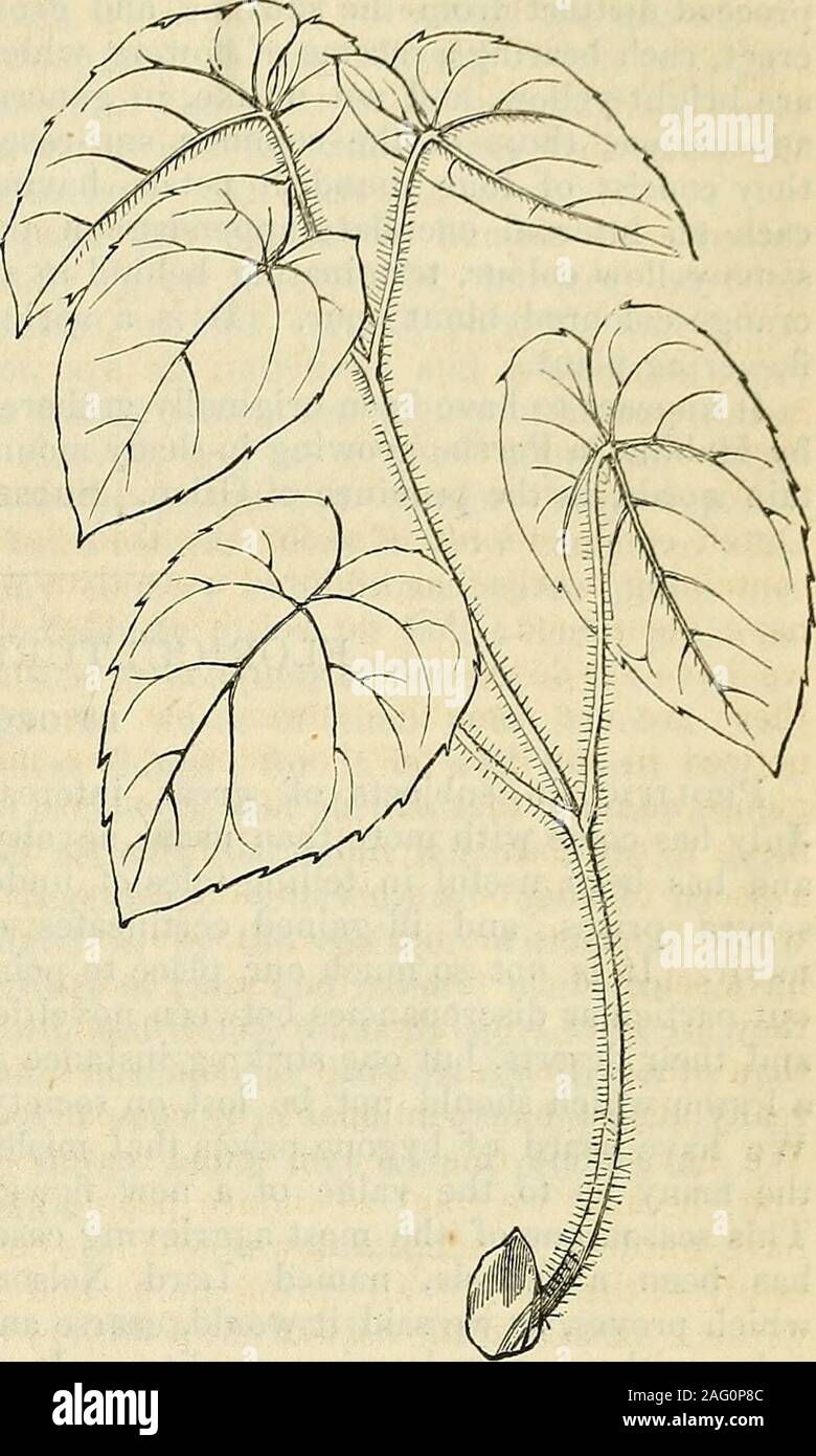 . Les annales de l'Horticulture et Year-Book de l'information pratique sur le jardinage. EPIMEDIUM PINNATUM. Epimedium pinnatum, Fischer à feuilles pennées (Epimedium) - Berberidaceae § dineas-Nan. L'Epimediums forment une petite famille de plantes ofAlpine, intéressant en partie sur le compte de manière soignée leur croissance, mais chieflyattractive aux cultivateurs en conséquence de leur être Hardy, et donc dans les moyens de chaque possesseur d'un jardin. Certains d thekinds sont décidément d'ornement, comme c'est le casewith l'objet de la présente intervention, aspecies avec fleurs jaune brillant à l'origine appelé E. pinnatum, Banque D'Images