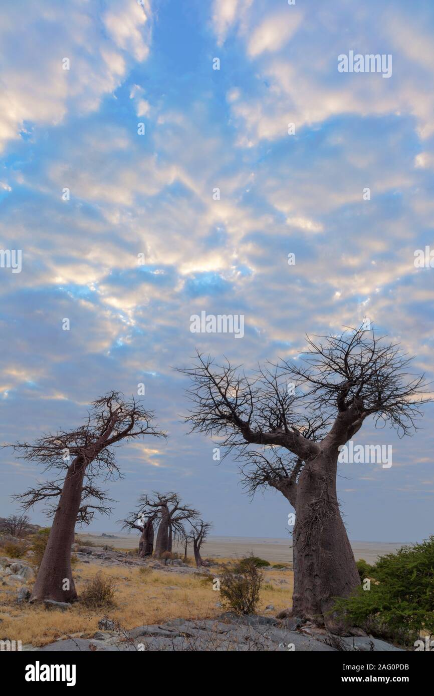 Le Baobab et nuages à Kubu Island Banque D'Images