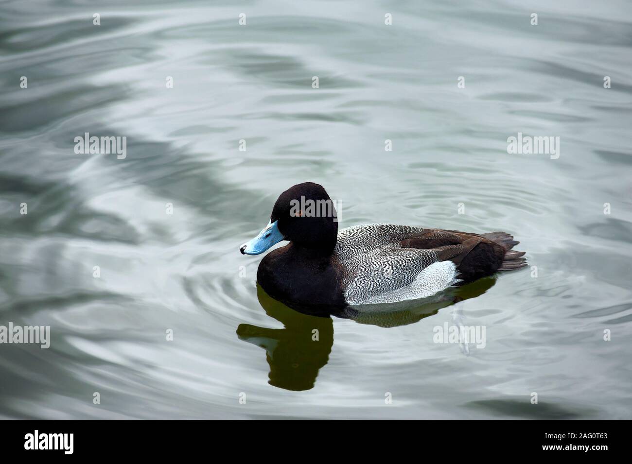 Un petit fuligule canard sauvagine marquages magnifique attire l'oeil comme il flotte sur la surface de l'eau son pied web visible dans l'eau cristalline. Banque D'Images