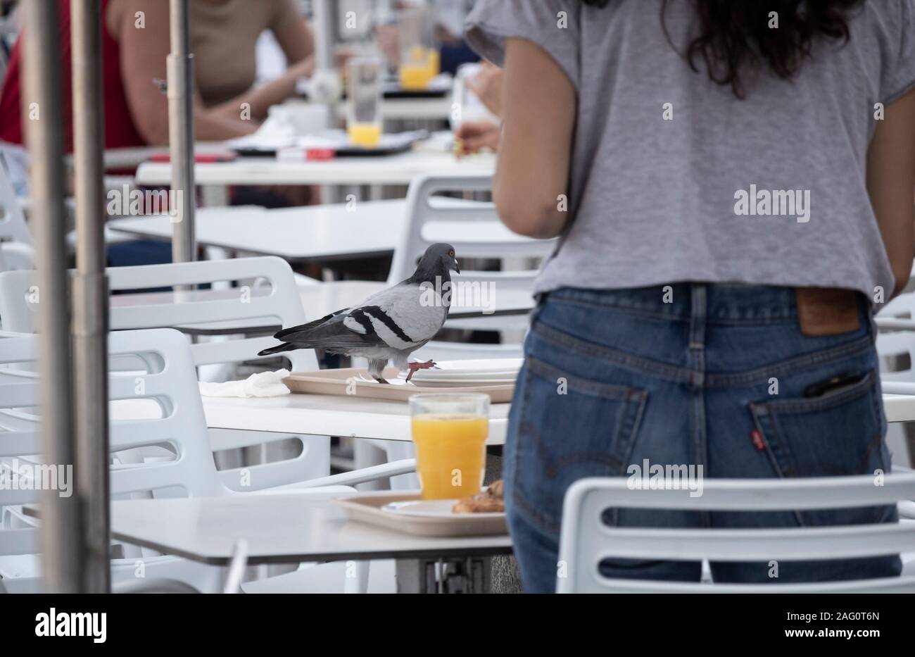 Pigeons sauvages se nourrissent de restes de nourriture sur une table de café Banque D'Images