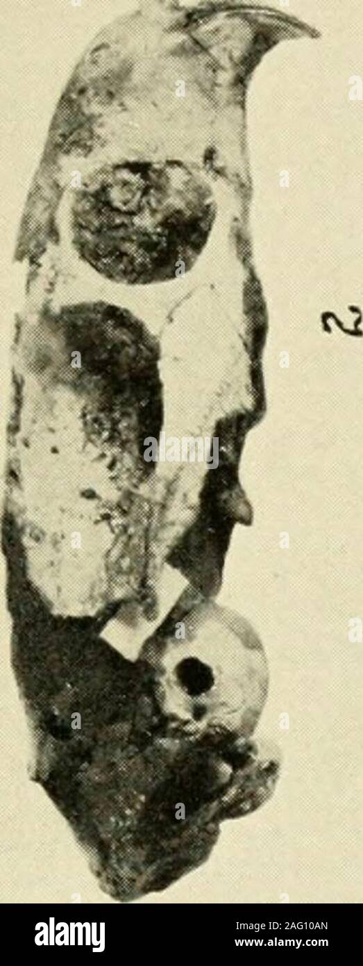 . Smithsonian Miscellaneous Collections. 55699, Nat. Mus. Saint Michel, Haïti.Fig. 2a. Ncsophontes paraniicnis Miller, femme. N°255700, Nat. Mus. Saint Michel, Haïti.fig. 3 et 3a. Ncsophontes paramicrus Miller. N os 255301 et 255300, Nat. Mus. Près de Constanza, République dominicaine. À partir de pelotes.Fig. 4. Rattiis rattus subsp. N°255701, Nat. Mus. Près de Constanza, République dominicaine. Chouette de pastille. Masse de cheveux en fosse numérique.Fig. 5. Voratus Brotomys Miller. N°255702, Nat. Mus. Même localité et l'état comme fig. 4.fig. 6 et 6a. Isolobodon sp. N°255703, Banque D'Images