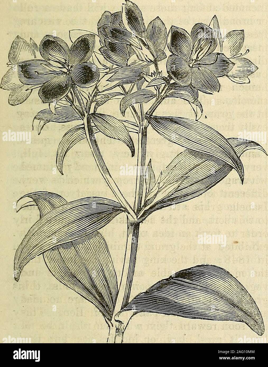 . Les annales de l'horticulture et de l'information sur Year-Book jardinage pratique. En fait, doubler la taille de l'ordinaire la groseille. Le bois est vigoureux, avec une couleur brun-ish-écorce, disposant de petites lignes de lumière onits surface. Les feuilles, qui sont à la charge de l'onangular pétioles, deux ans et demi à long threeinches, sont d'environ quatre pouces de large, whenfully cinq lobes profondément irregularlydentated, et à la marge ; les veines, especiallythe trois mi, plus de usuallystrong. Les grappes de fruits sont bien fourinches long, chacun portant sur vingt-fiveberries, qui sont près de la moitié Banque D'Images