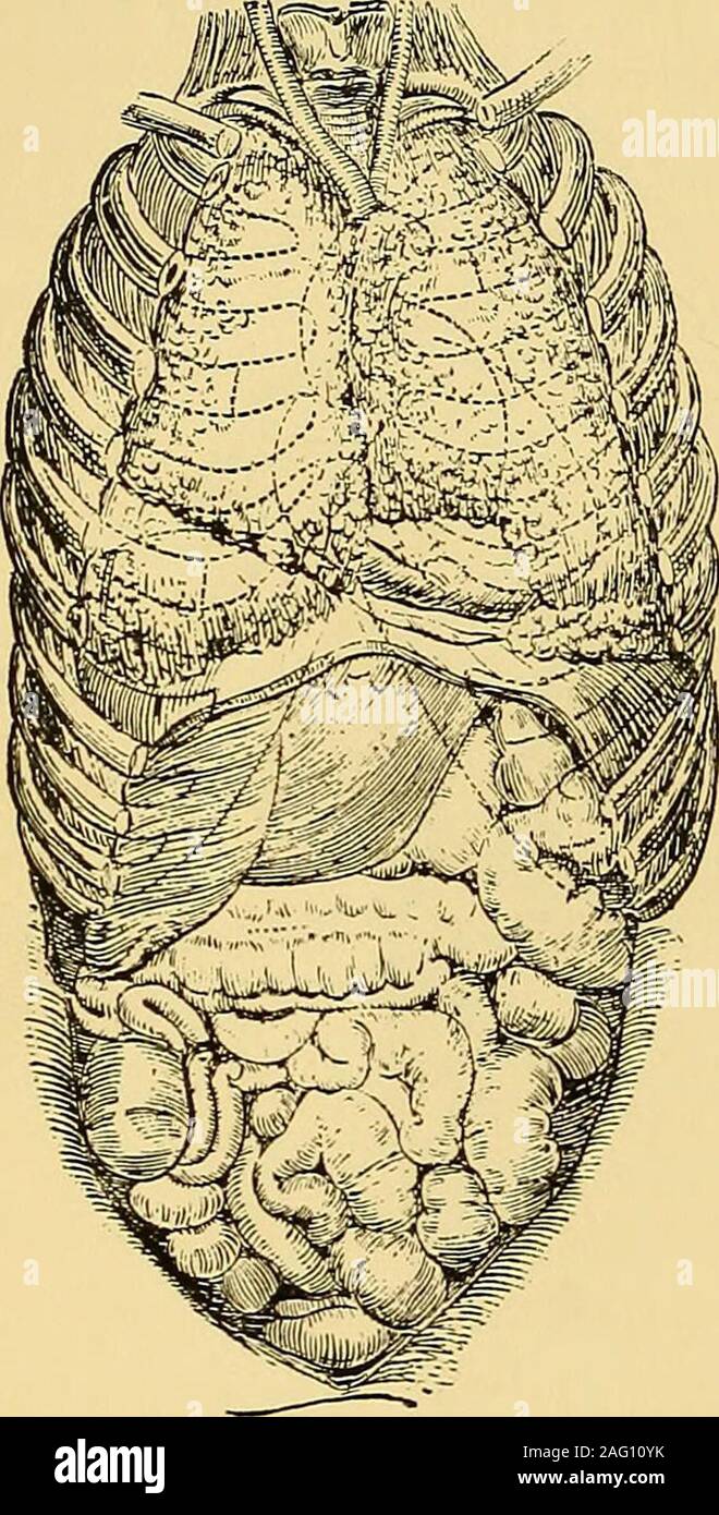 . Les maladies du cœur, avec une référence particulière au pronostic et traitement. e, près de sa jonction avec la troisième nervure, et remplit l'espace entre l'extrémité supérieure de la gauche ventricules andright au sommet de l'axe longitudinal ou inter-ventriculaire sillon. FIG. 1.-RELATION DE CŒUR À MURS (Sibsori la poitrine). La superficie qui serait marqué sur le chestwall par percussion, indiquant la position de l'heartbeneath et sa relation à la paroi thoracique, est appelé thearea de profonde dulness cardiaque. Les poumons pour les grands navires et l'ensemble de l'exception theheart une partie du ventricule droit. L'inne Banque D'Images