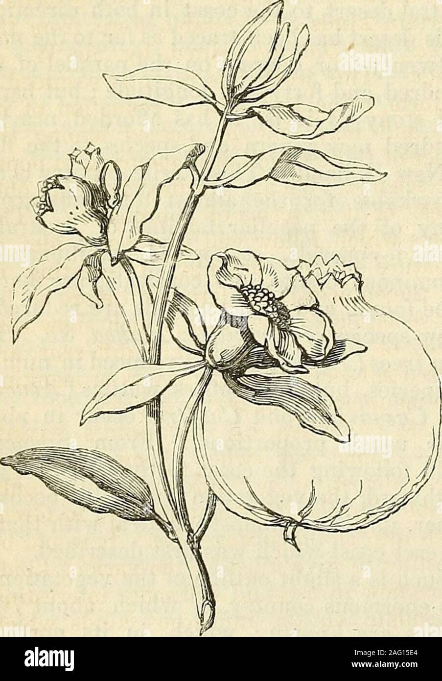 . Les annales de l'Horticulture et Year-Book de l'information pratique sur le jardinage. n'est pas unf requentin l'Ancien Testament. Des passages auquel il est mentionné, il peut être bien seenthat la grenade a, depuis le remotesthistorical âges, été tenu en très haute estime.C'était l'un des luxes de l'Égypte, de theloss dont le murmure Israélites com-plained dans leur errance dans le wilder-ness, qui avait pas de place, ils ont dit, ofseed, ou des figues, ni vigne, ni pomegra-nates. (Engourdi. xx. 5.) à ce antérieurement,cependant, la grenade est mentionné comme objet, il adecorative Banque D'Images
