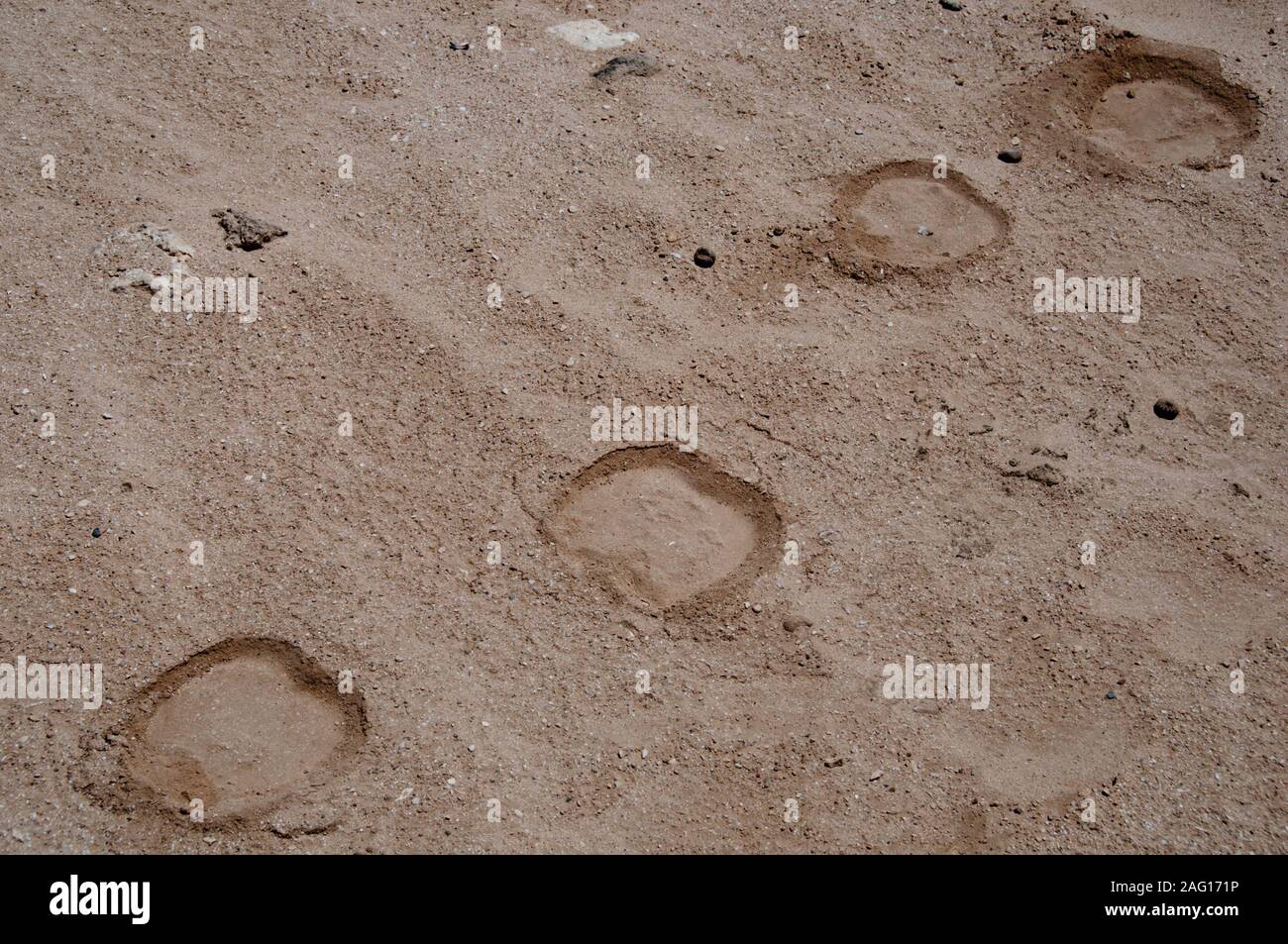 Camel des traces de pas dans le désert omanais Banque D'Images