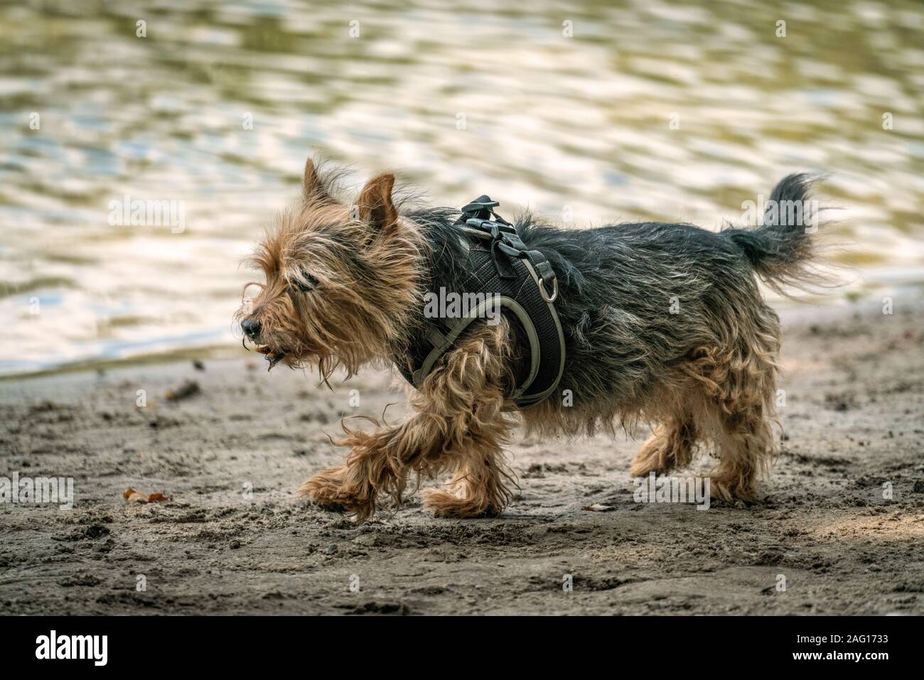 Cairn Terrier race croisée pour une promenade sur une plage près d'un lac sur une journée ensoleillée d'automne Banque D'Images