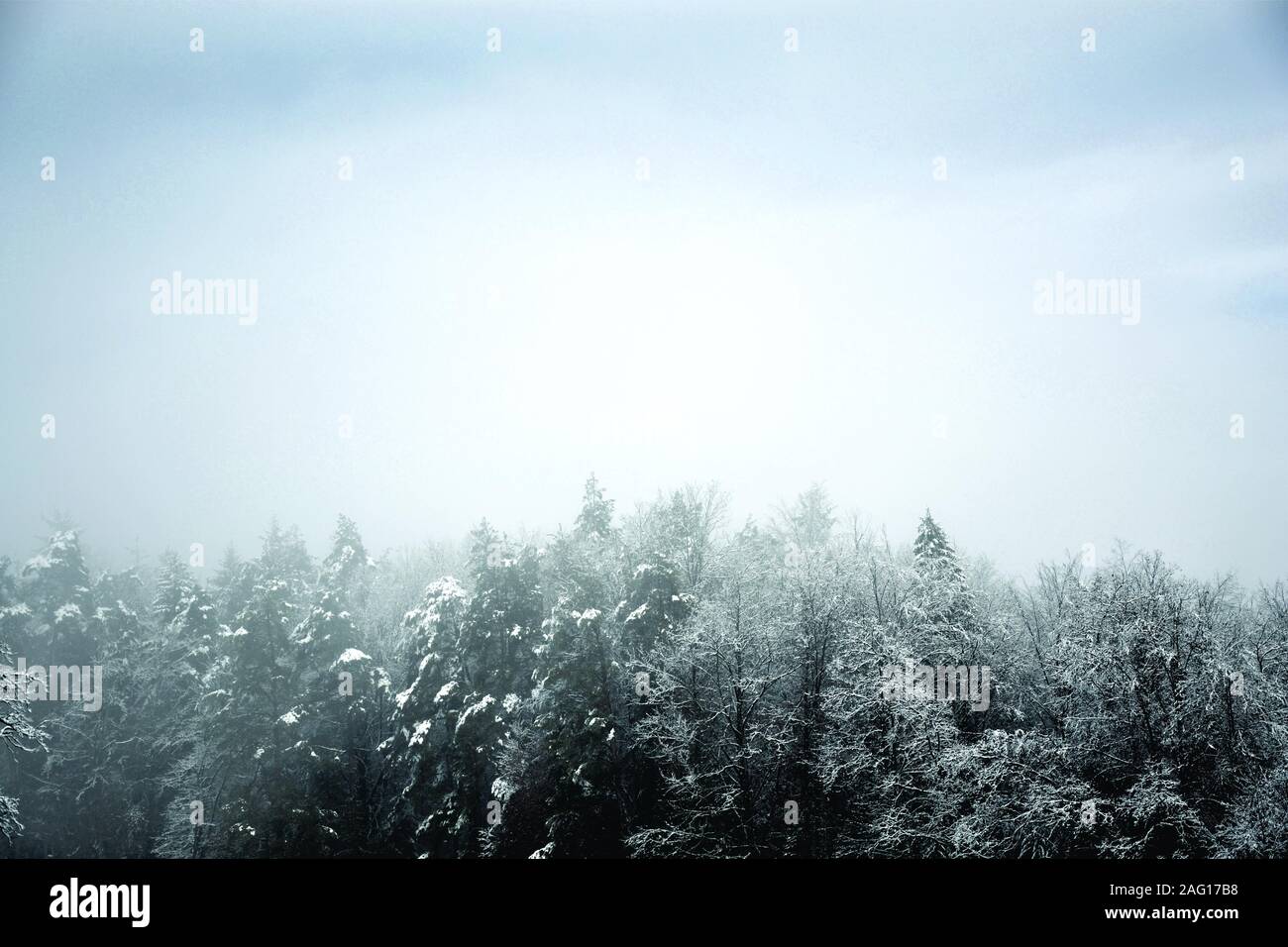 La neige et la forêt brumeuse Banque D'Images