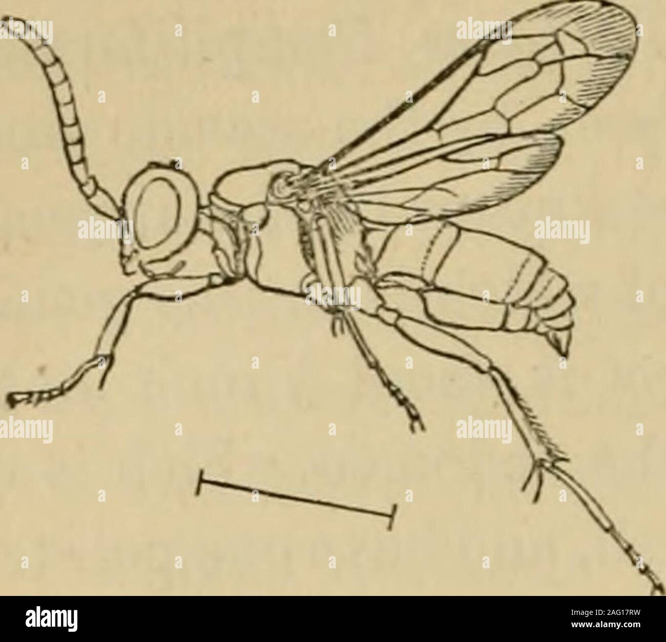 . Insectes britannique : une description de la forme, de la structure, des habitudes, et des transformations d'insectes. La sixième famille, Nyssonidae, nous amène chez les themore wasp-comme les insectes,* bon nombre des espèces dans ce, et deux autres familles est bagué ou repéré sur l'abdomen, ou l'abdomen et le thorax avec le jaune vif.Beaucoup, cependant, présentent les mêmes couleurs que le pré-cession des familles. Dans le Nyssonidae la tête est grande, les mandibules sont mais légèrement courbé, pas nearthe cranté base, les antennes filiformes sont droits et, com-posés de joints court, les yeux ovales. Les jambes sont quelques-quel s Banque D'Images