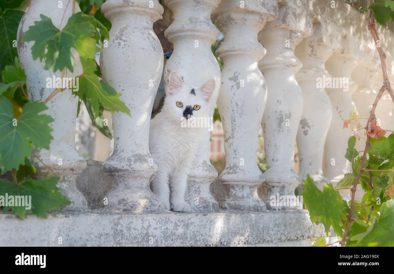 Funny cat chaton blanc avec des marques de fourrure noire et van assis entre les balustres, à yeux jaunes avec curieusement, Crète, Grèce Banque D'Images