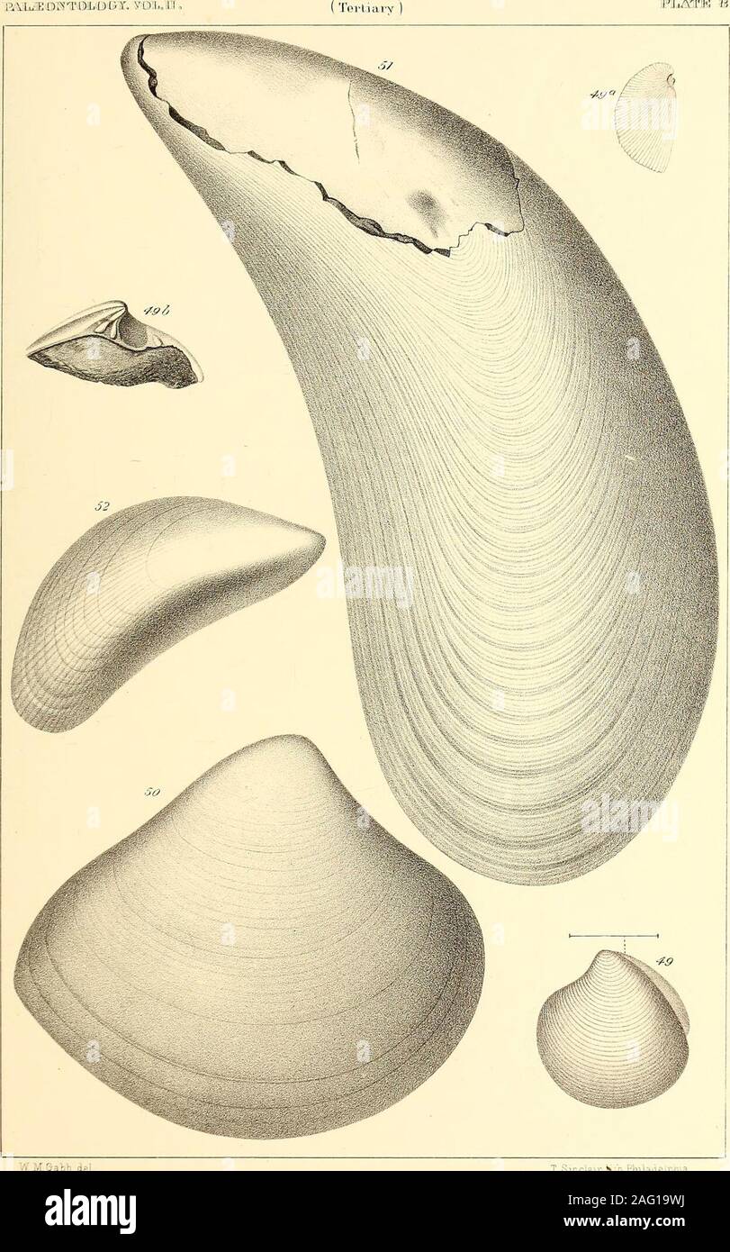 . Palaeontology ... :Sou hth..HiOa .  ? . Nio : plaque 3 VIII. PAGE Fig. 49. Lucine. (Ici) Kichthofeni. Agrandie. 29 49 a. Vue latérale montrant la convexité et la position de la fosse lunular.49 b. Charnière. Fig. 50. Crassatella collina. La taille naturelle. 29 Fig. 51. Mttilus Mathewsonii. La taille naturelle. 30 Fig. 52. Iradiata Modiola MULi. La taille naturelle. 30 (SK:d®0&&&4 Swcxto fi rf&gt;mM®xkw, j&gt ;,iL.K !),Ni,0:iW)(.r, vo:h.ii;s, ri.STA B. . il li T Sinclair Philadelphie Sith. Assiette IX. PAGE Fig. 53. Auca sulcicosta. La taille naturelle. 31 53 a. Vue agrandie de la surface.Fig. 54. Yoldia cooperi. La taille naturelle. Banque D'Images