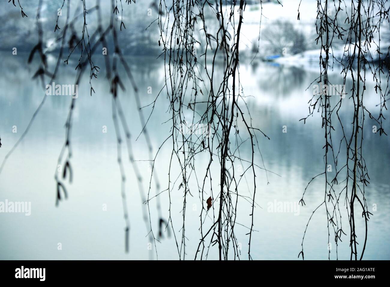 Branches d'hiver avec un lac à l'arrière-plan Banque D'Images