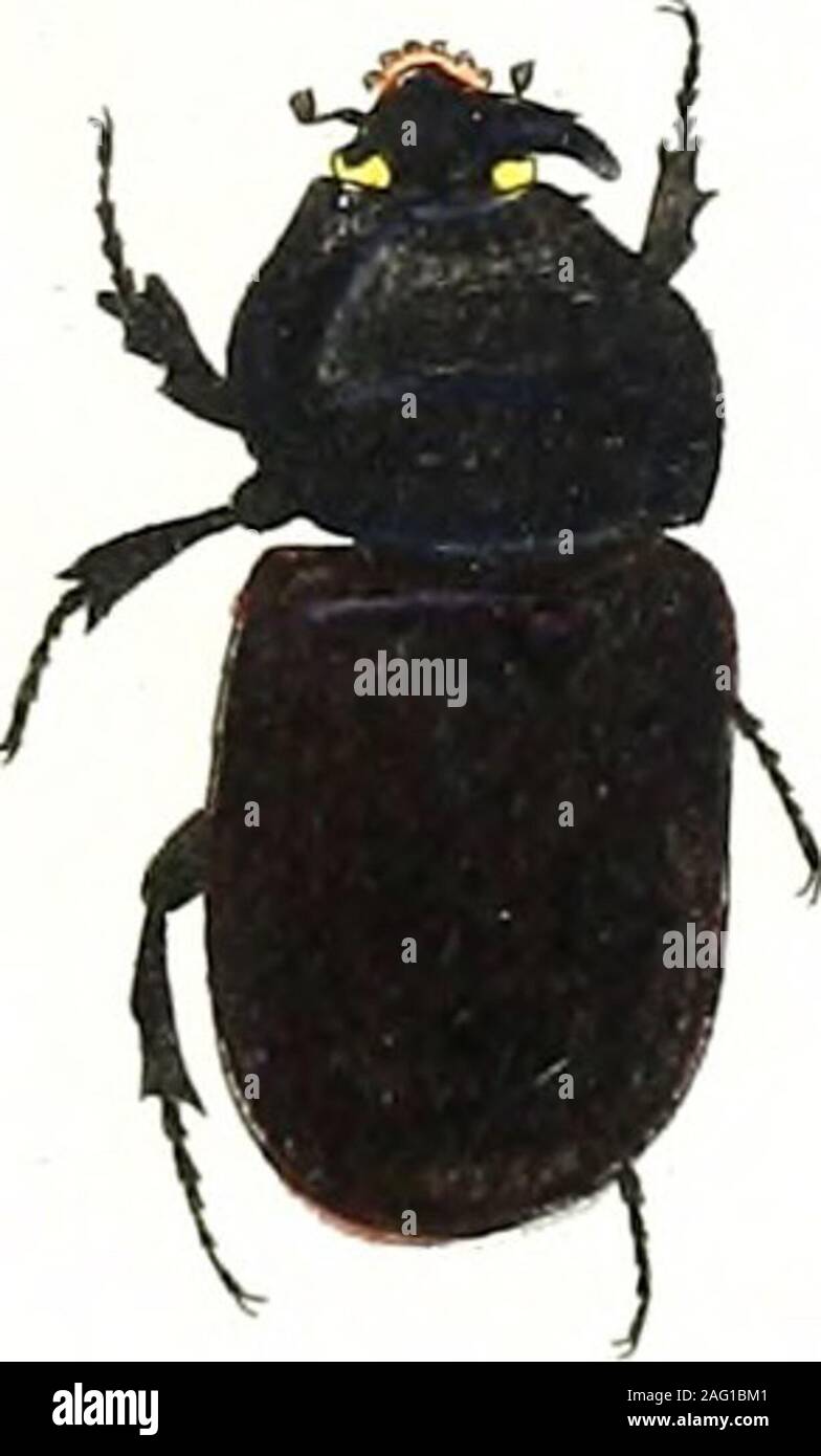 . Entomologie ou histoire naturelle des insectes, avec leurs caractères génériques et spécifiques, leur description, leur synonumie et leur figure enluminee ... Coléoptères Tomes I-V. Si- /.. 94 Banque D'Images