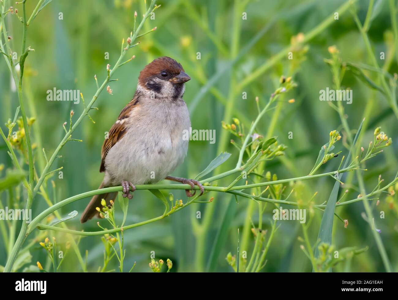 L'heure d'été des arbres pinson posant dans l'herbe vert plantes pour un bon portrait Banque D'Images