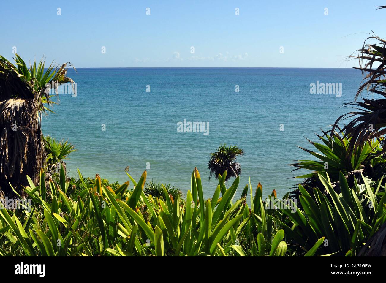 Une vue sur l'océan avec la végétation au premier plan. Banque D'Images
