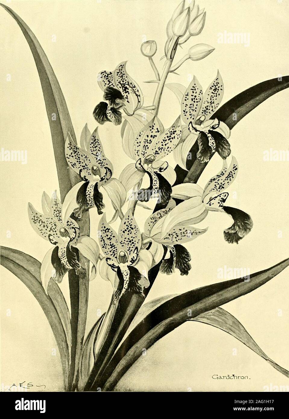 . L'Gardeners' chronicle : un journal illustré hebdomadaire de l'horticulture et des sujets. g2 à 3 oz. d'acide pour chaque gallon d'eau;ou appliquer une couche de sol finement-lock-sel à l'occasion, chaque brossage en applicationwith un nouveau balai de bouleau ou d'ling. Le sel ismuch moins dangereux et pourtant efficace. Inapplying sel ou tout autre herbicide prendre carenot à fet, tout passer à vivre, le délignage, comme fort,turf, de l'IC. Si vous utilisez le vitriol (acide sulfurique.Poison), vous devez diluer par leastfour adiing à fois plus d'eau que de l'acide. Tew : A. T. S. Toe résultat de l'aninsect Cecedomyi de crevaison, Banque D'Images