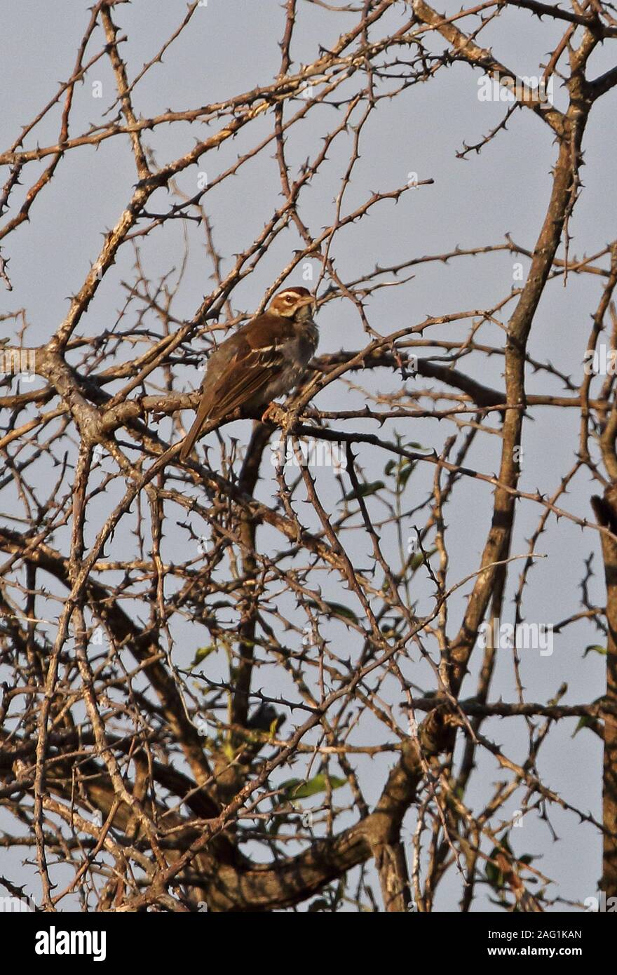 Bruant à couronne châtaigne-Weaver (Plocepasser superciliosus) adulte perchés dans dead bush Parc National Murchison Falls, l'Ouganda Novembre Banque D'Images