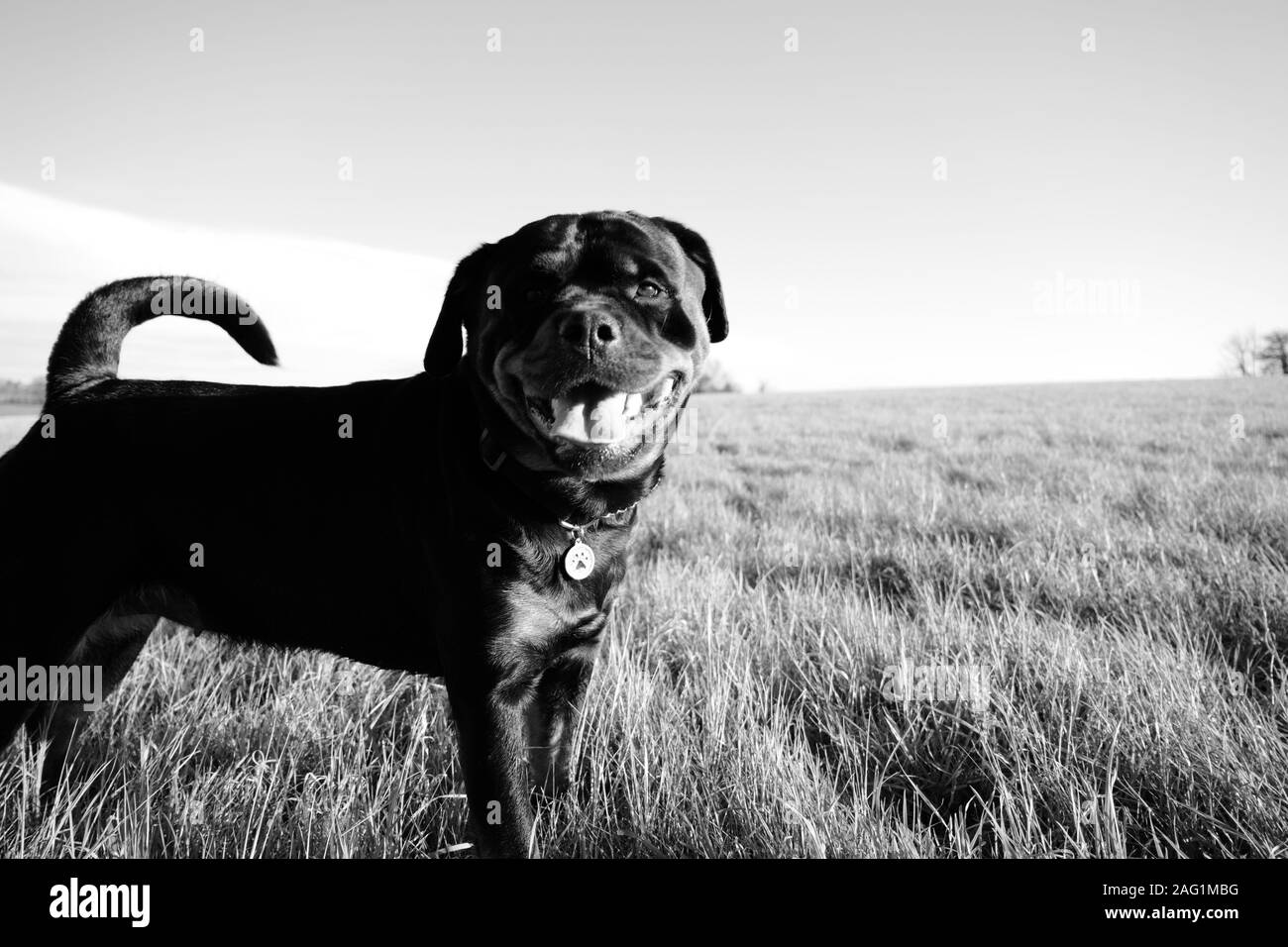 Rottweiler l'itinérance dans le pays. Grand Chien, Banque D'Images