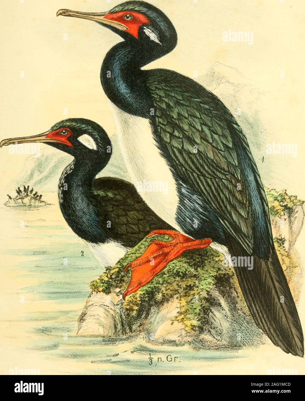 . Zoologische Jahrbücher. §iissel voa/ez Verlag von Gustav Fischer m Jena LidLÄBKvKWesser.JAA. Zoolog. Jahrbücher. Chllensis La faune du supplément. Taf. 37.. Phalacrocorax magellanicus (Gm). Br. Geisler, Dresden, fec. Gustav Fischer Verlag von Druck, Jena, C. Rau &. Sohn, Dresde. Zoolog. Jahrbücher. Chllensis La faune du supplément. Taf. 38. Banque D'Images