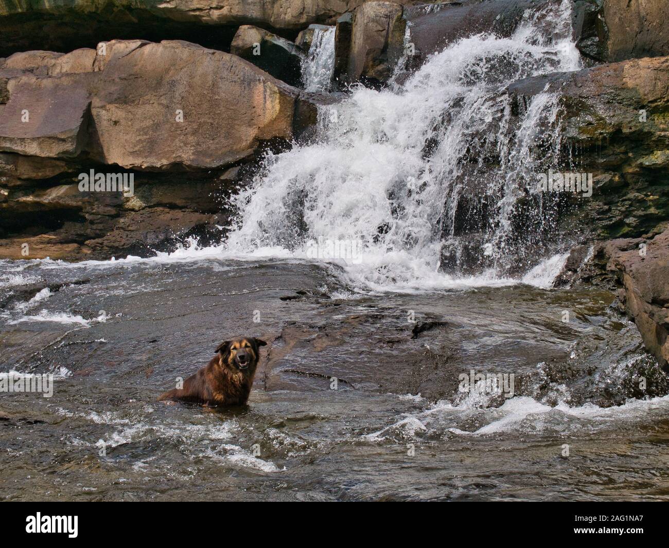 Un chien cools off dans les chutes d'eau par une chaude journée ensoleillée à Tatai Falls dans la province de Koh kong au Cambodge Banque D'Images
