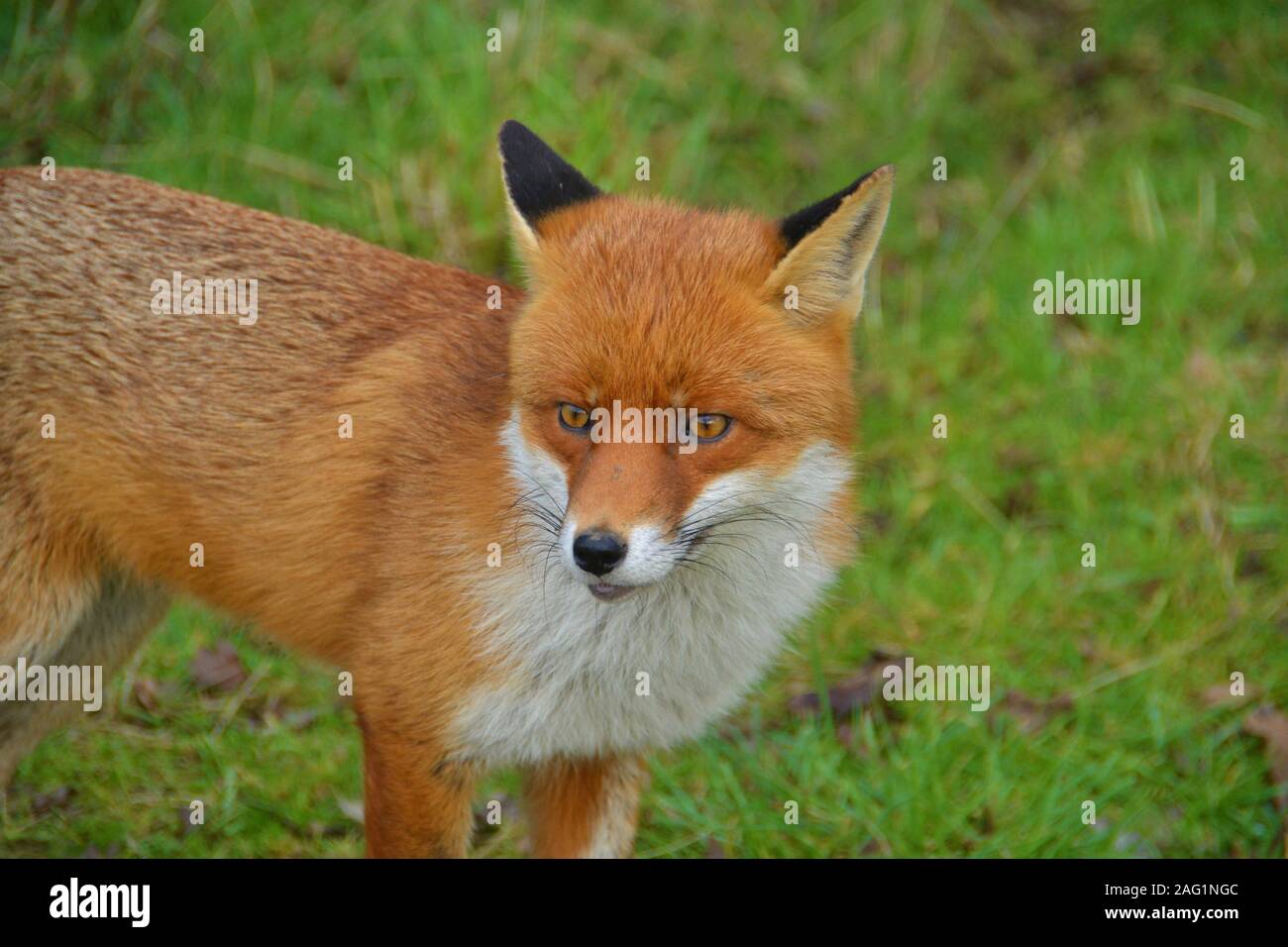 Une superbe jeune mâle Red Fox à Pitseas Wat Tyler Country Park Essex Banque D'Images