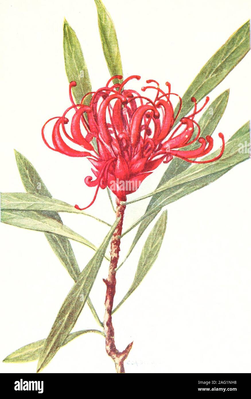 . La flore australienne en arts appliqués ARTS APPLIQUÉS.. 1 Il Telupea Waratah de Tasmanie (truncata, R.Br.)CRF. C. ARTS APPLIQUÉS. (C) Le Waratah de Tasmanie. (Telopea truncata, R.Br.) Figfure C. HISTORIQUE. Cet arbuste élégant a été d'abord fait connaître à la science en Lahillonhere liiswork • de plantes en Hollande, j'Xew)ublished en 1804 sous le nom d'Emboth truucatitm-rium. f)ut fut ensuite placé par Robert Brown sous un nouveau genericname. Telopea. dans le réseau transeuropéen. Linn. Soc, X., 198, dans i8og. Le nom Embothriiim a été créé par R. et G. Foster en 1776, beingapplied à une plante d'Amérique du Sud un peu rese Banque D'Images