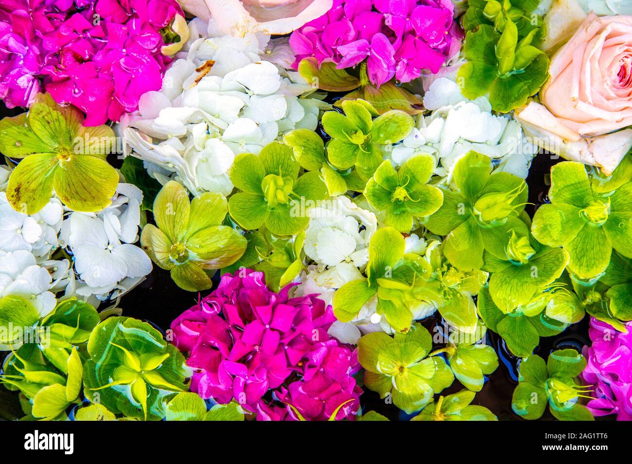 Arrière-plan de vert, rose et de fleurs blanches Banque D'Images
