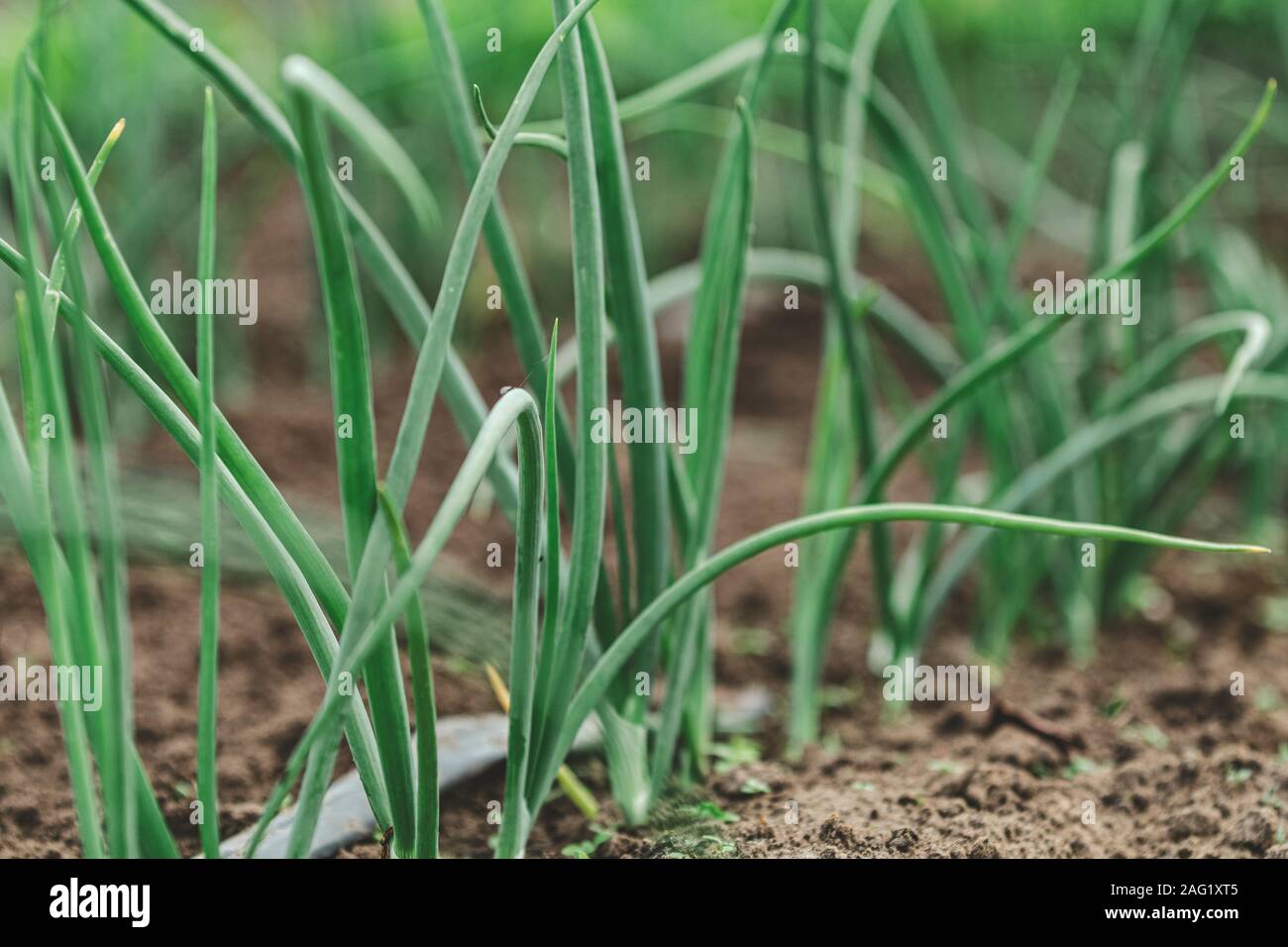 La culture des oignons dans le jardin avec l'irrigation au goutte à goutte. Le lit d'oignons ampoule ordinaire. Les feuilles et les cultures de légumes épicés d'oignons. Close up, est Banque D'Images