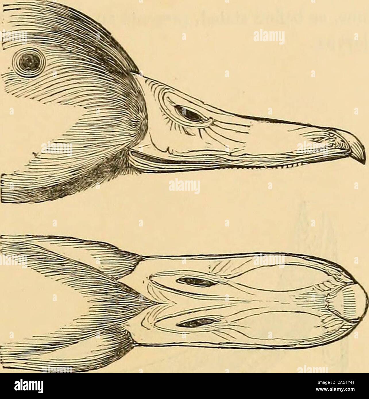 . Une monographie sur les anatidés, tribu ou de canard. UUbli lev&y I . Fuligulin^63 [e.. Genre VIII. NYROCA. Est. Omble chevalier. Pedes digitis posterioribus lobatis aequantibus 67239 mediis, externis. Tibiceplumatee. Tribune brevius capite, prope apicem, latissimum obtusum. Etnonad marginem lamelles abréger, continuatse. Naves subovales, parvse. Cauda brevis. Lingua obtusa, annonce apicemappendiculata lateribus, una et dans setarum flexilum medio duplici ordine, suprabas instructis ad latera setas quinque spinis instructis. Anat. Omble chevalier. La trachée dans expandente tubula medio multum, laryngineminferiorem contractu précité. Banque D'Images