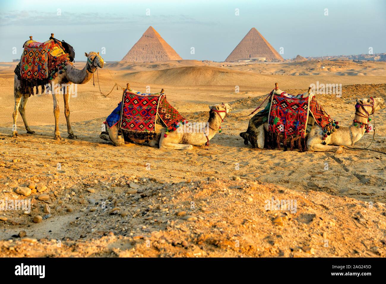 Les chameaux se reposant dans le désert avec les trois grandes pyramides de Gizeh à l'arrière-plan contre un ciel bleu voilé au lever du soleil Banque D'Images