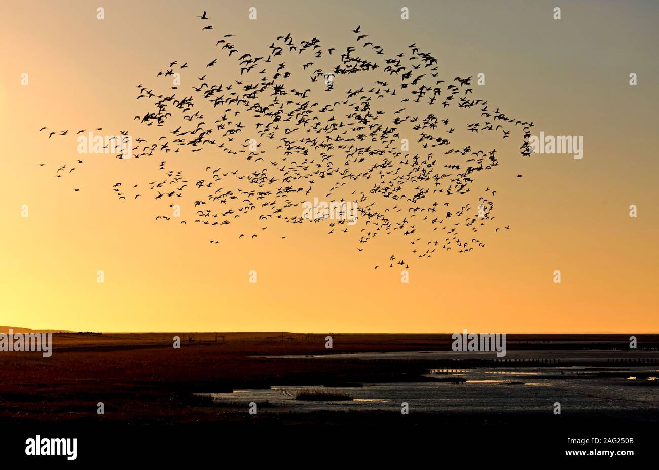 Un nombre impressionnant d'oiseaux ont été observées sur la mer du Nord pendant le coucher du soleil. Banque D'Images
