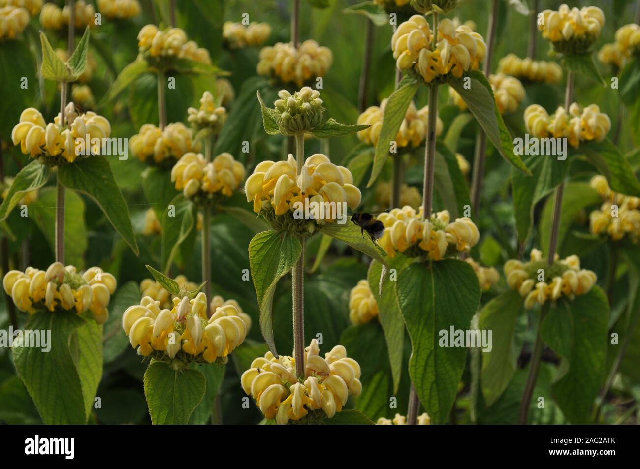 Phlomis fruticosa également connu sous le nom de Jérusalem sage dans le jardin en fleurs Banque D'Images